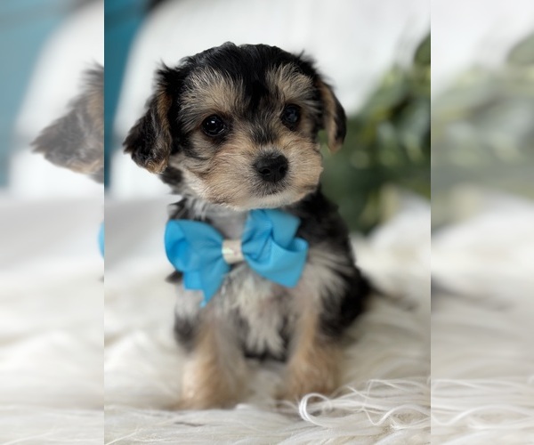 Medium Photo #3 Morkie Puppy For Sale in ROCK STREAM, NY, USA