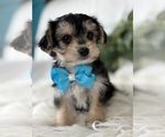 Small #2 Morkie
