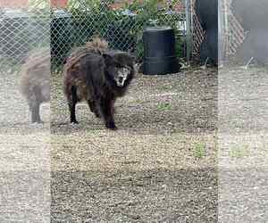 Medium Chow Chow-pomeranian spitz Mix