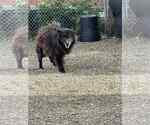Small Chow Chow-pomeranian spitz Mix