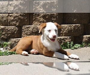 Australian Shepherd-Unknown Mix Puppy for sale in FREDERICKSBG, OH, USA