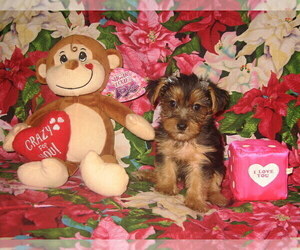Yorkshire Terrier Puppy for sale in BAKERSFIELD, CA, USA
