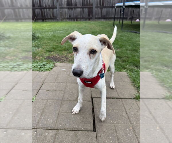 Medium Photo #2 Unknown-Whippet Mix Puppy For Sale in Mundelein, IL, USA