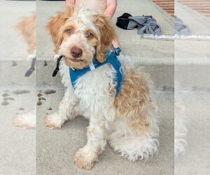 Brittany-Poodle (Miniature) Mix Puppy for sale in CO SPGS, CO, USA