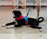 Small #3 Labrador Retriever Mix