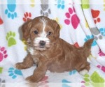 Small Photo #3 Cavapoo-Poodle (Miniature) Mix Puppy For Sale in ORO VALLEY, AZ, USA