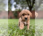 Small Photo #7 Goldendoodle (Miniature) Puppy For Sale in SPRING, TX, USA