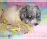 Small #2 Poodle (Toy)-Schnoodle (Miniature) Mix