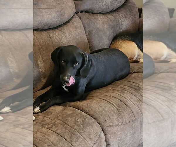 Medium Photo #4 Labrador Retriever-Unknown Mix Puppy For Sale in Boston, MA, USA