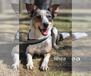 Border Collie-Unknown Mix Dogs for adoption in Princeton, MN, USA
