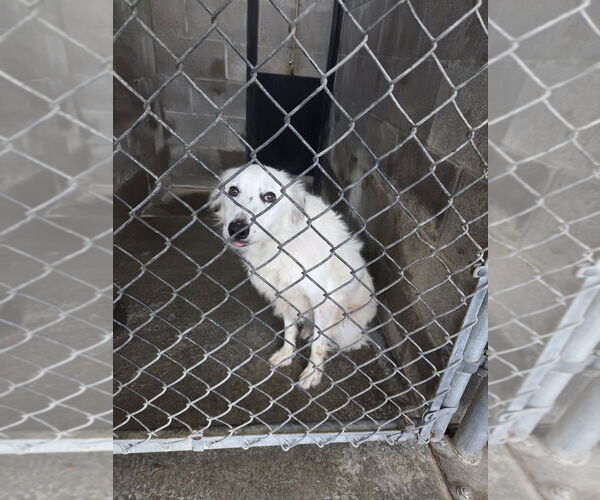 Medium Photo #3 Border-Aussie Puppy For Sale in Evansville, IN, USA