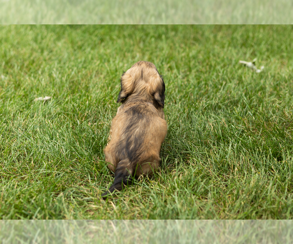 Medium Photo #5 Dachshund Puppy For Sale in MILFORD, IN, USA