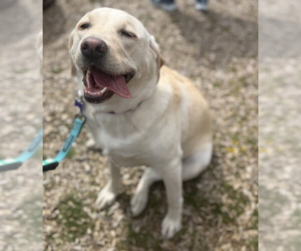 Medium Photo #10 Labrador Retriever Puppy For Sale in Oak Bluffs, MA, USA