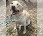 Small #9 Labrador Retriever