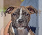 Small Photo #5 American Staffordshire Terrier-Boxer Mix Puppy For Sale in Huntley, IL, USA