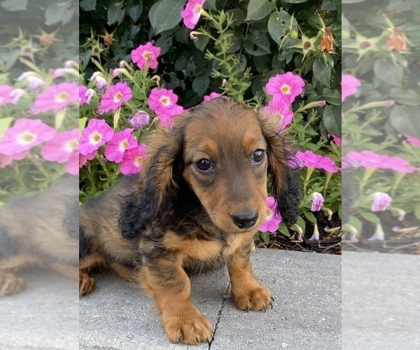 Medium Photo #7 Dachshund Puppy For Sale in CANOGA, NY, USA