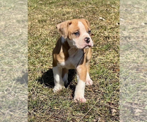 Medium Photo #1 Alapaha Blue Blood Bulldog Puppy For Sale in NEWVILLE, PA, USA