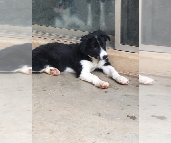 Medium Photo #1 Border Collie Puppy For Sale in MESA, AZ, USA