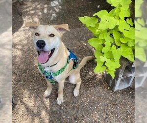 Labrador Retriever Dogs for adoption in Galveston, TX, USA