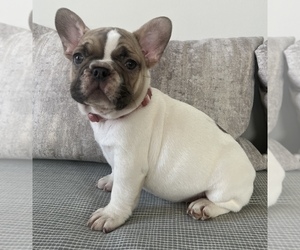 French Bulldog Puppy for sale in CHARLOTTE, NC, USA