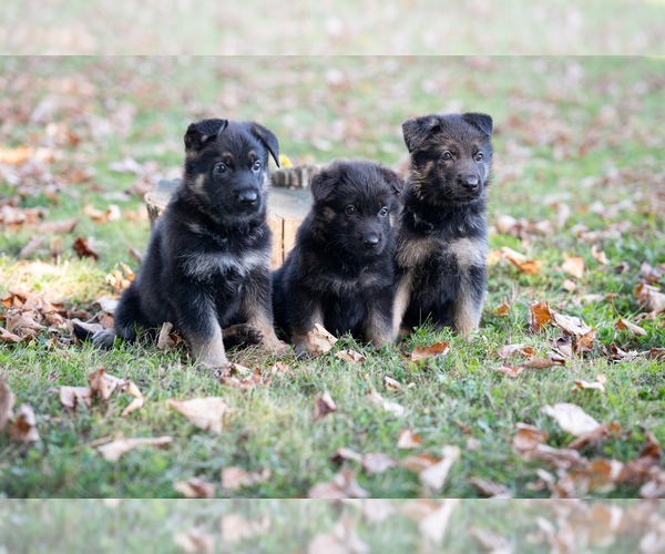 Medium Photo #1 German Shepherd Dog Puppy For Sale in PERRY, NY, USA