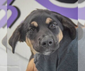 Shepweiller Dogs for adoption in Huntley, IL, USA
