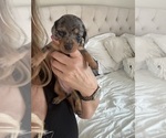 Small #1 Dachshund