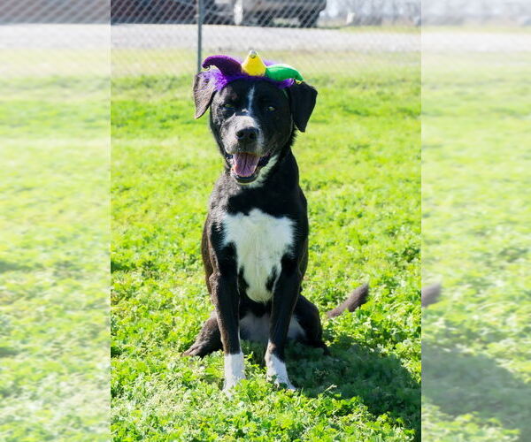Medium Photo #1 Mutt Puppy For Sale in Abbeville, LA, USA