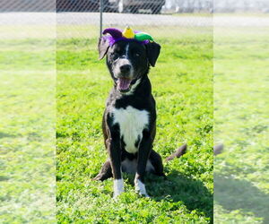 Mutt Dogs for adoption in Abbeville, LA, USA