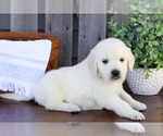Small #2 English Cream Golden Retriever