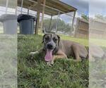Small #2 Labrador Retriever Mix