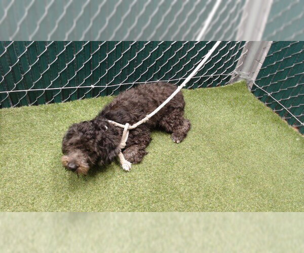Medium Photo #1 Mutt Puppy For Sale in Downey, CA, USA