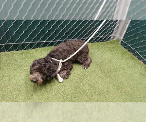 Mutt Dogs for adoption in Downey, CA, USA