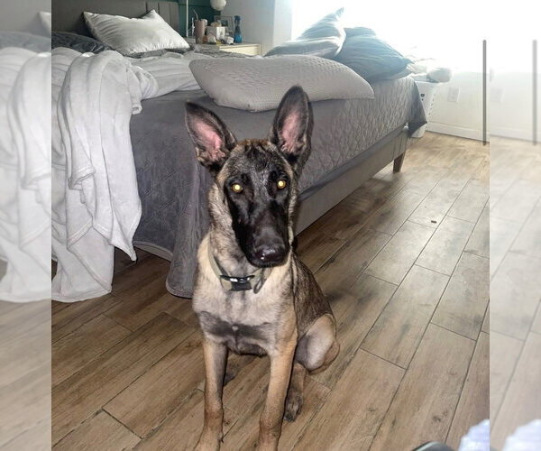 Medium Photo #4 Mutt Puppy For Sale in Imlay City, MI, USA