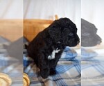 Small Photo #4 Sheepadoodle Puppy For Sale in DUNCAN, OK, USA