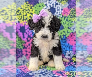 Goldendoodle-Miniature Bernedoodle Mix Puppy for sale in GLEN ROCK, PA, USA