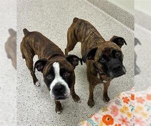 Boxer Dogs for adoption in Brighton, CO, USA