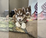 Small Photo #1 Siberian Husky Puppy For Sale in BROOKNEAL, VA, USA