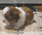 Small Photo #6 Shih Tzu Puppy For Sale in BELLEVILLE, MI, USA
