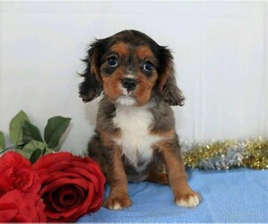 Cavalier King Charles Spaniel Puppy for sale in FREDERICKSBG, OH, USA
