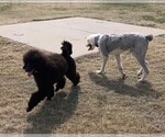 Small Photo #2 Sheepadoodle Puppy For Sale in WA KEENEY, KS, USA