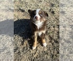 Small Photo #4 Miniature Australian Shepherd Puppy For Sale in PEYTON, CO, USA