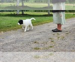 Small #4 Border Collie