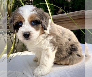 Aussiedoodle Miniature  Puppy for sale in CHATHAM, PA, USA