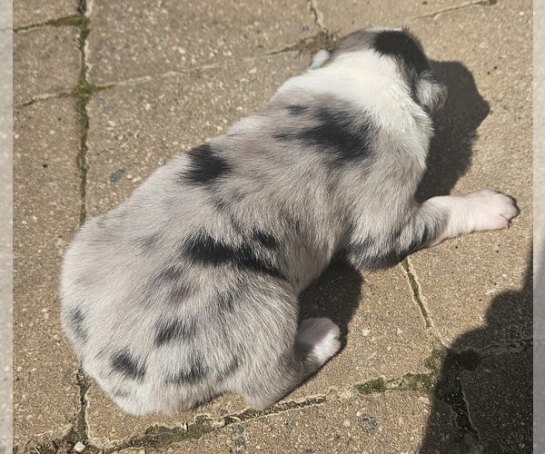 Medium Photo #9 Australian Shepherd Puppy For Sale in NELSON, VA, USA