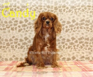 Mother of the Cavapoo puppies born on 07/10/2025
