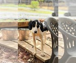 Small #7 Treeing Walker Coonhound