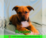 Small #5 Chow Chow Mix