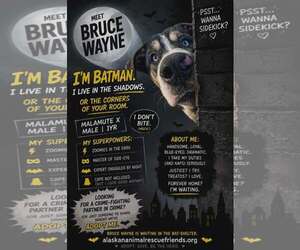 Bruce - Male Alaskan Malamute-Rottweiler Mix Dog for Adoption - Photo #2