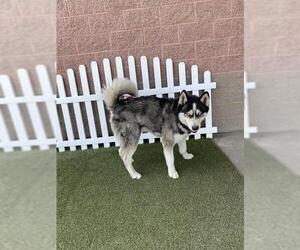 Siberian Husky Dogs for adoption in Modesto, CA, USA